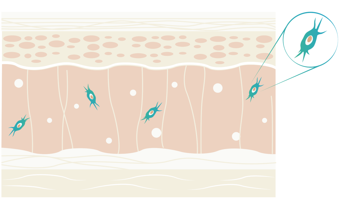 PolynukleotidBehandlung PhilArt Stuttgart Biostimulator